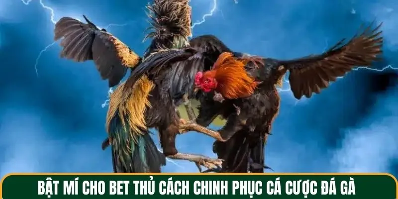 Bật mí cho bet thủ cách chinh phục cá cược đá gà