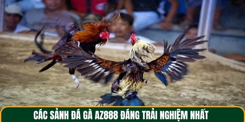 Các sảnh đá gà AZ888 đáng trải nghiệm nhất