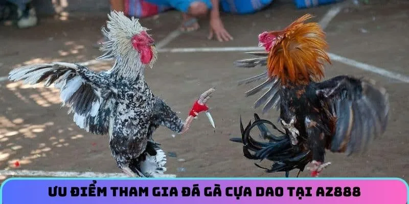 Điểm cuốn hút nhất của đá gà cựa dao tại AZ888