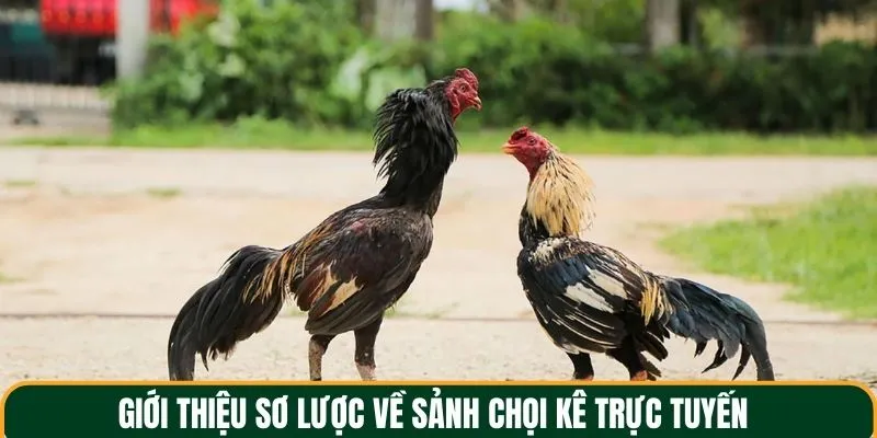 Giới thiệu sơ lược thông tin về sảnh chọi kê trực tuyến