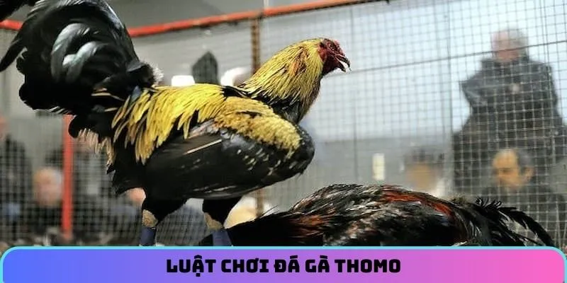 Quy tắc dành cho các trận đấu đá gà Thomo