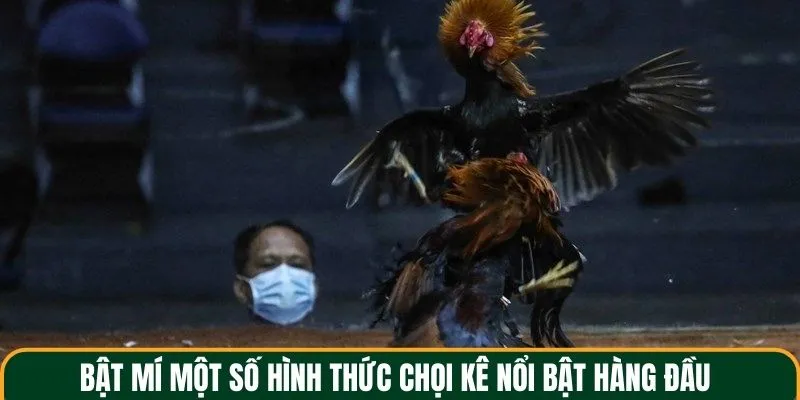 Một số hình thức chọi kê kịch tính hàng đầu