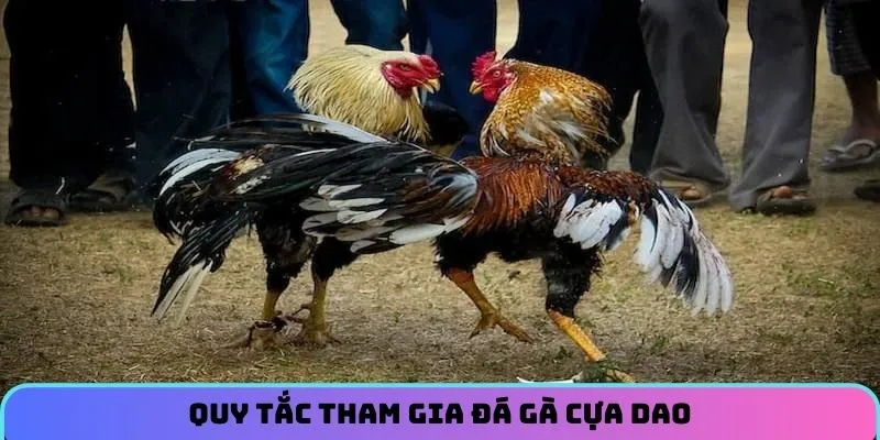 Quy tắc cần nắm vững khi tham gia đá gà cựa dao