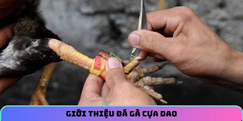 Tìm hiểu thông tin về loại hình đá gà cựa dao